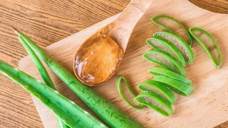 Nha đam: Cơ chế phục hồi và ứng dụng làm đẹp