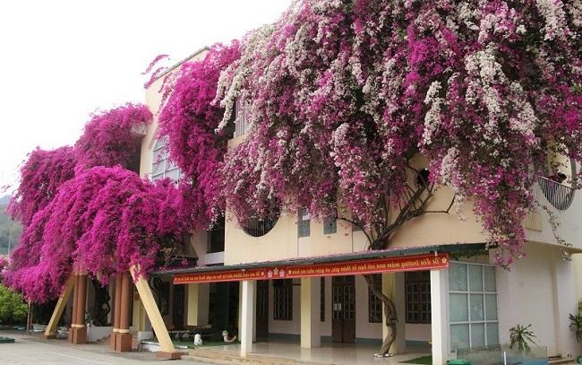 Trồng hoa giấy đừng mắc 4