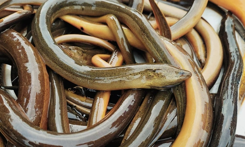 Lươn - Tin tức mới nhất 24h qua